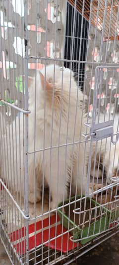 Pair of two persion 4 months old kittens for sale