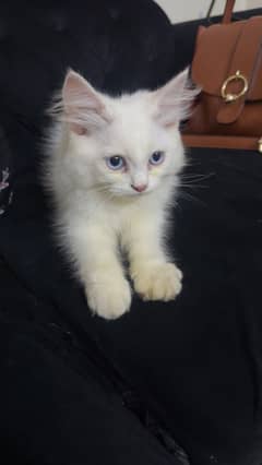 Cat for sale