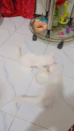 russian kittens