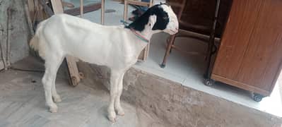 bakra