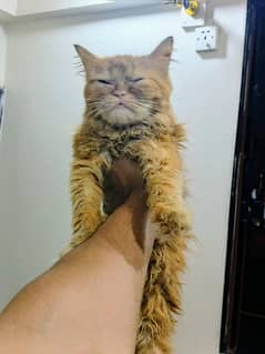Tripple cot persion cat