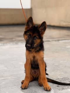 German shepherd long coat