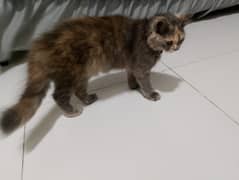 Persian