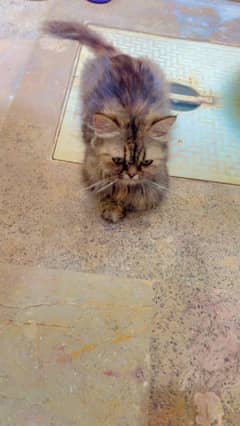 Persian Female Punch Face Cat Available