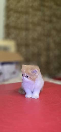 Persian piki face cats kittens