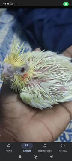 cocktail parrot cheeks