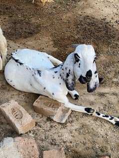 black chena desibakra for sale goat ,bakra,