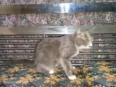 Persian cat for sale!! smokey grey color. . . well tamed and very frie