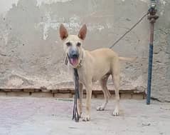 Dog for sale.