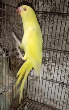 yellow ringnick self phaty