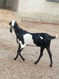 Aik 6 Dant aik 8 Dant bakri