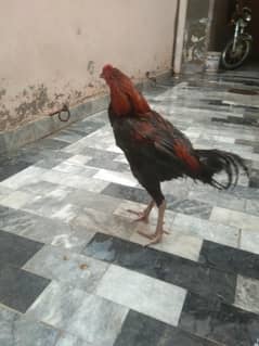 Aseel