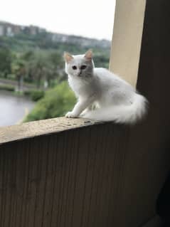 White Persian kitten|odd eyes|triple coated|kitten for sale