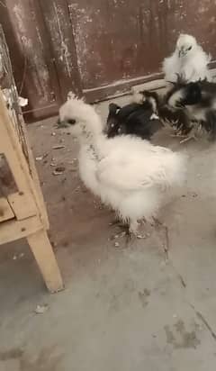 silkie, moulted bantam and bantam chicks available