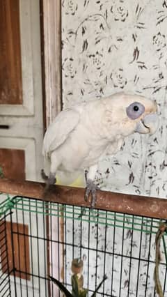 corella