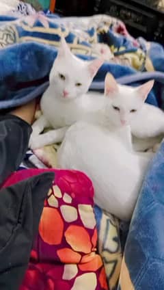 Cat for sale