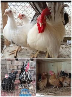Japanese | Milli flower | buff black tail, blue tail Japanese | bantam