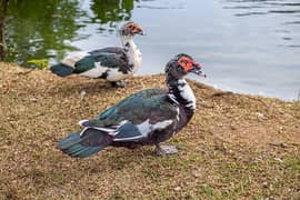 Muscovy Duck Pair