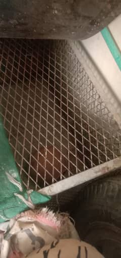 cages