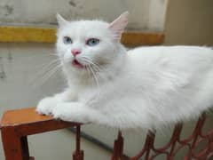blue eyes white Persian female