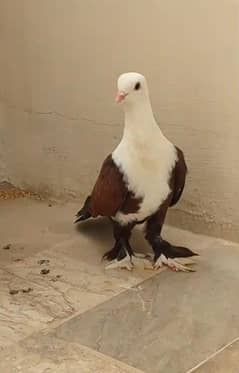 Karbalai