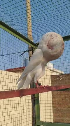 White Norwich pair for sale