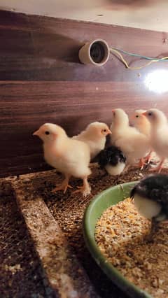 golden heavy buff chicks
