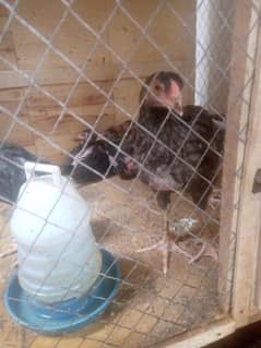 Thai cross aseel  6:chicks