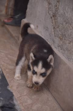 husky