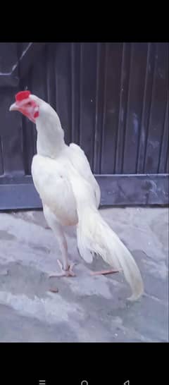 Heera aseel male