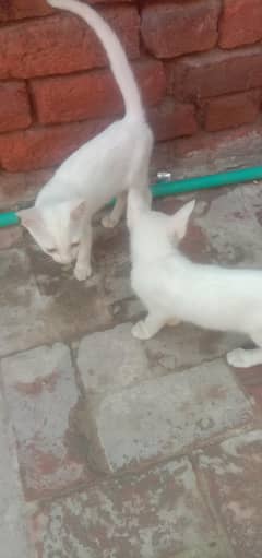 cats