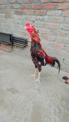 aseel