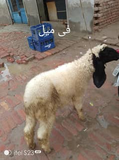 میل فی میل جوڑی
