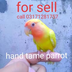 hand tame parrot love bird