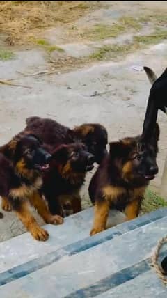 German shepherd 2bl coat black face