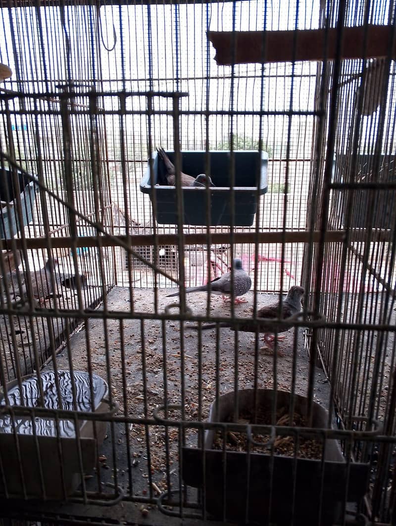 dove breeder pair 3