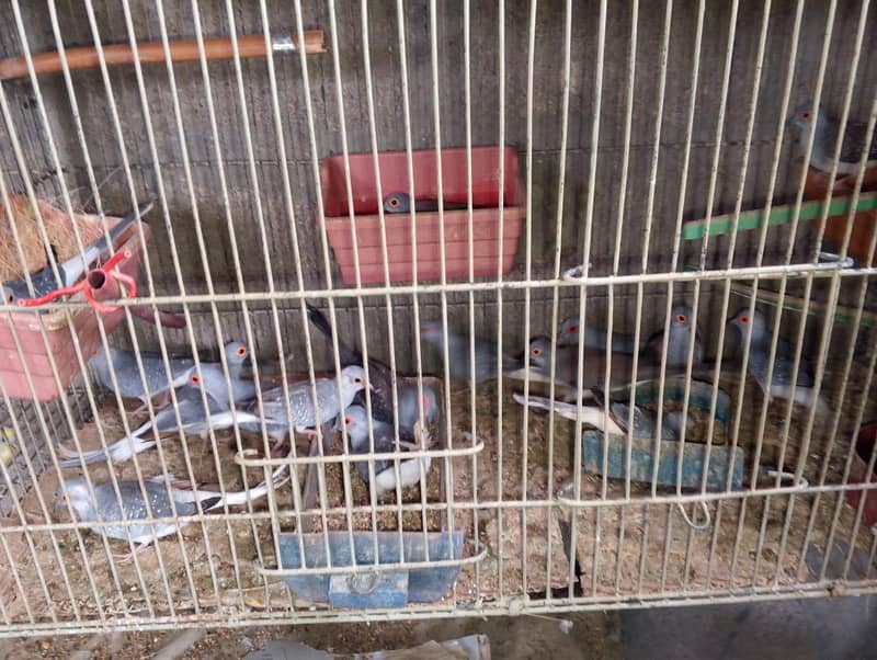 dove breeder pair 9