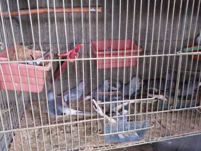 dove breeder pair 10