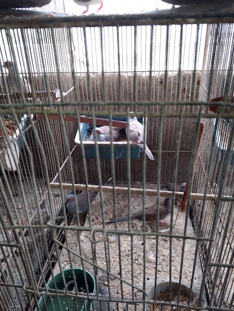 dove breeder pair 11