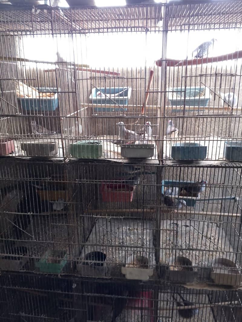 dove breeder pair 12