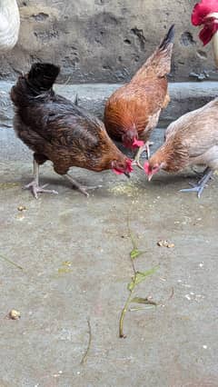 desi misri hens egg laying