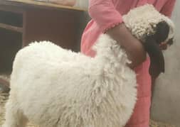 Dumbi for sale call 03151190497