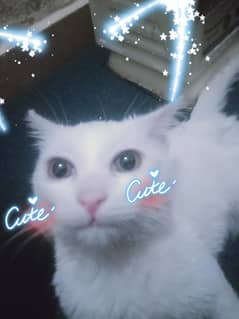 for sale cute cat