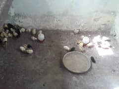 Chicks