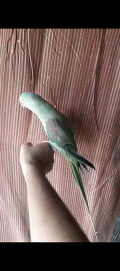 Raw Breeder hand Tame female No bite price kam ho jaya gi read add