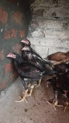 7 Aseel chicks 5 Month 2000/piece