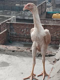 shamo white patha