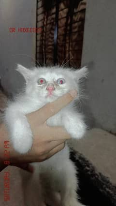 percian