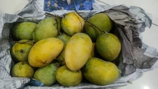 Fresh chaunsa Mangoes for sale in Multan