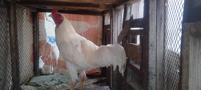 Heera,